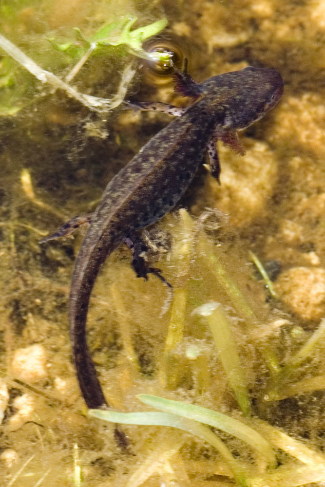 Tritone alpestre